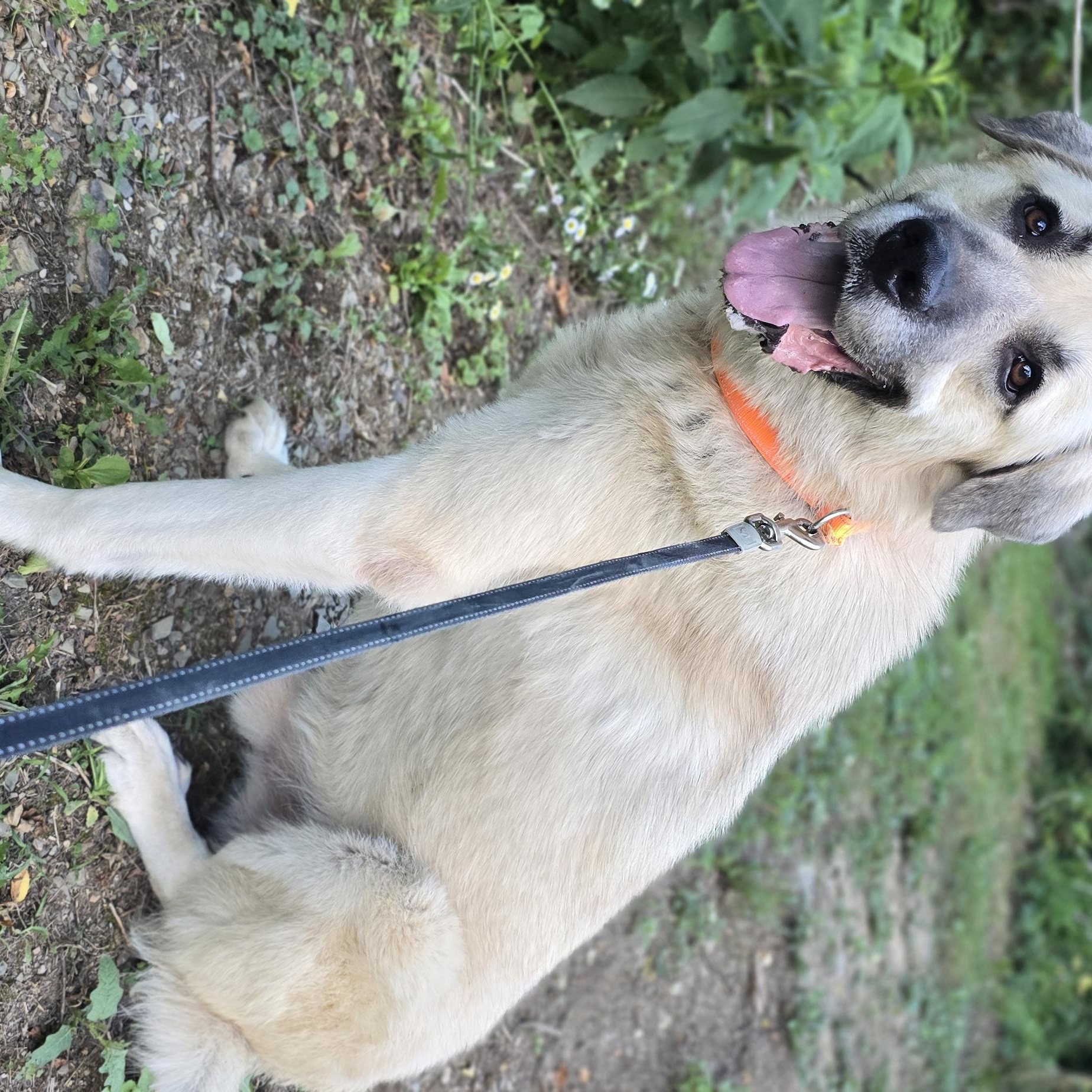 MOSLEY, ADOPTABLE, Adult Male Anatolian Shepherd.