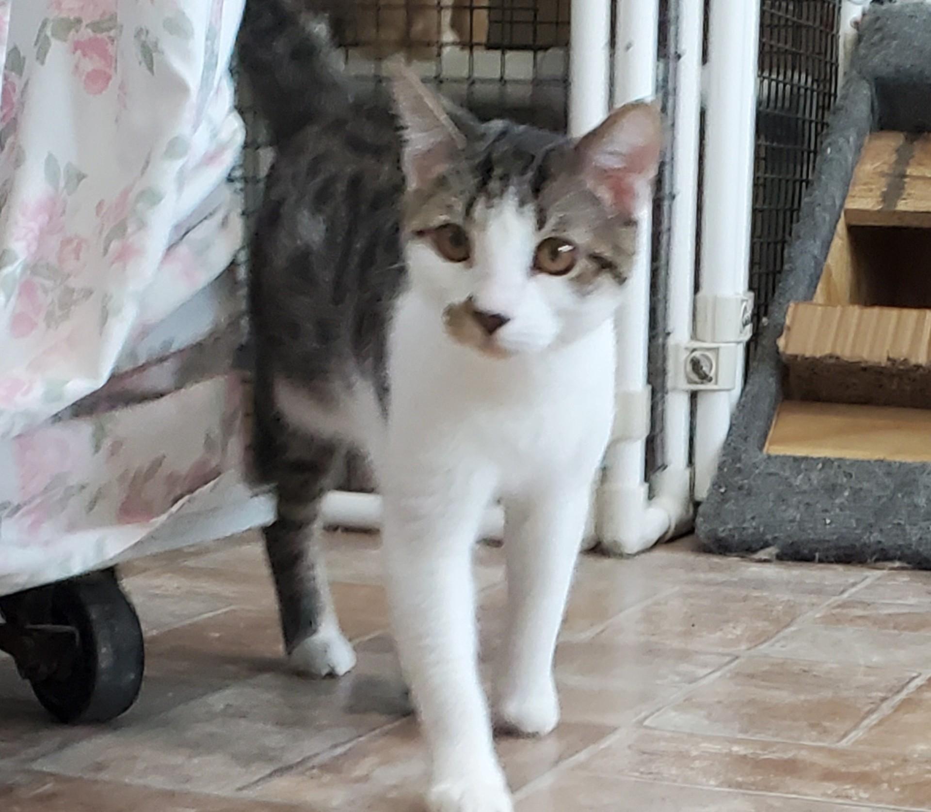 Nikolai, ADOPTABLE, Young Male Domestic Short Hair.