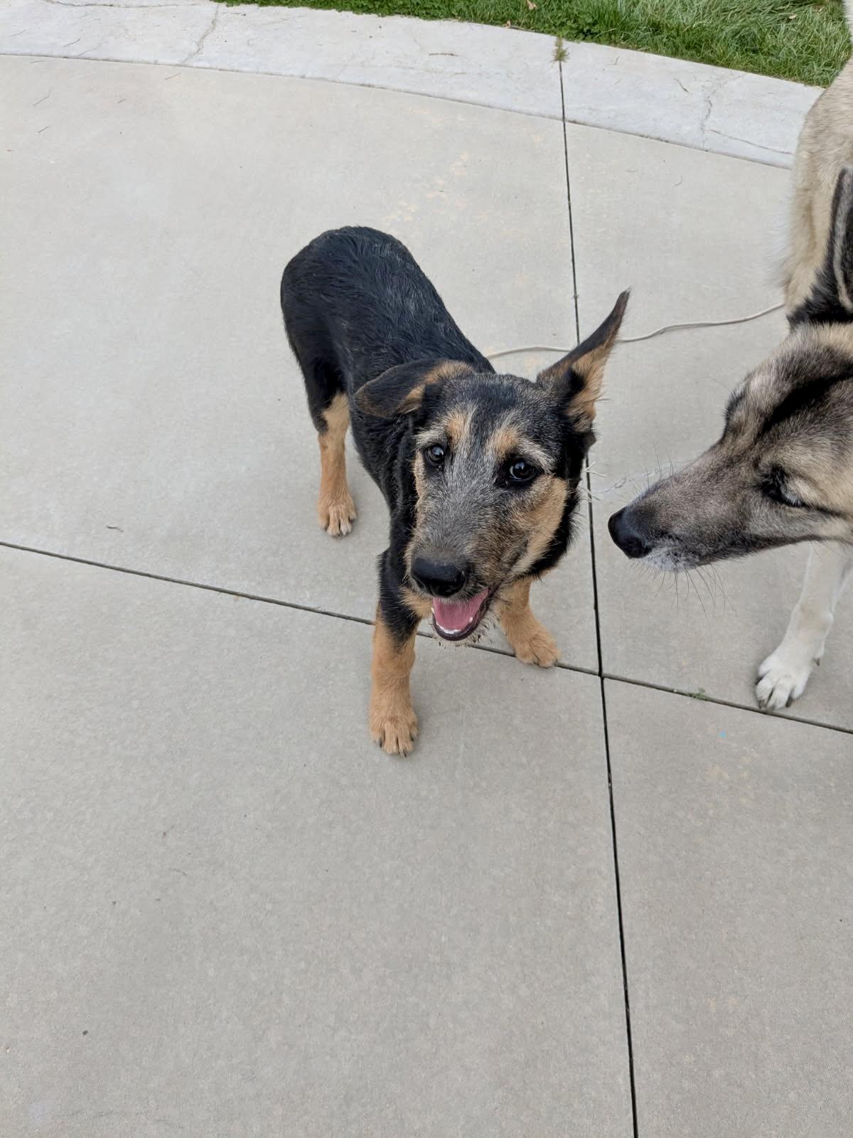 Tulip, Adoptable, Puppy Female German Shepherd Dog.