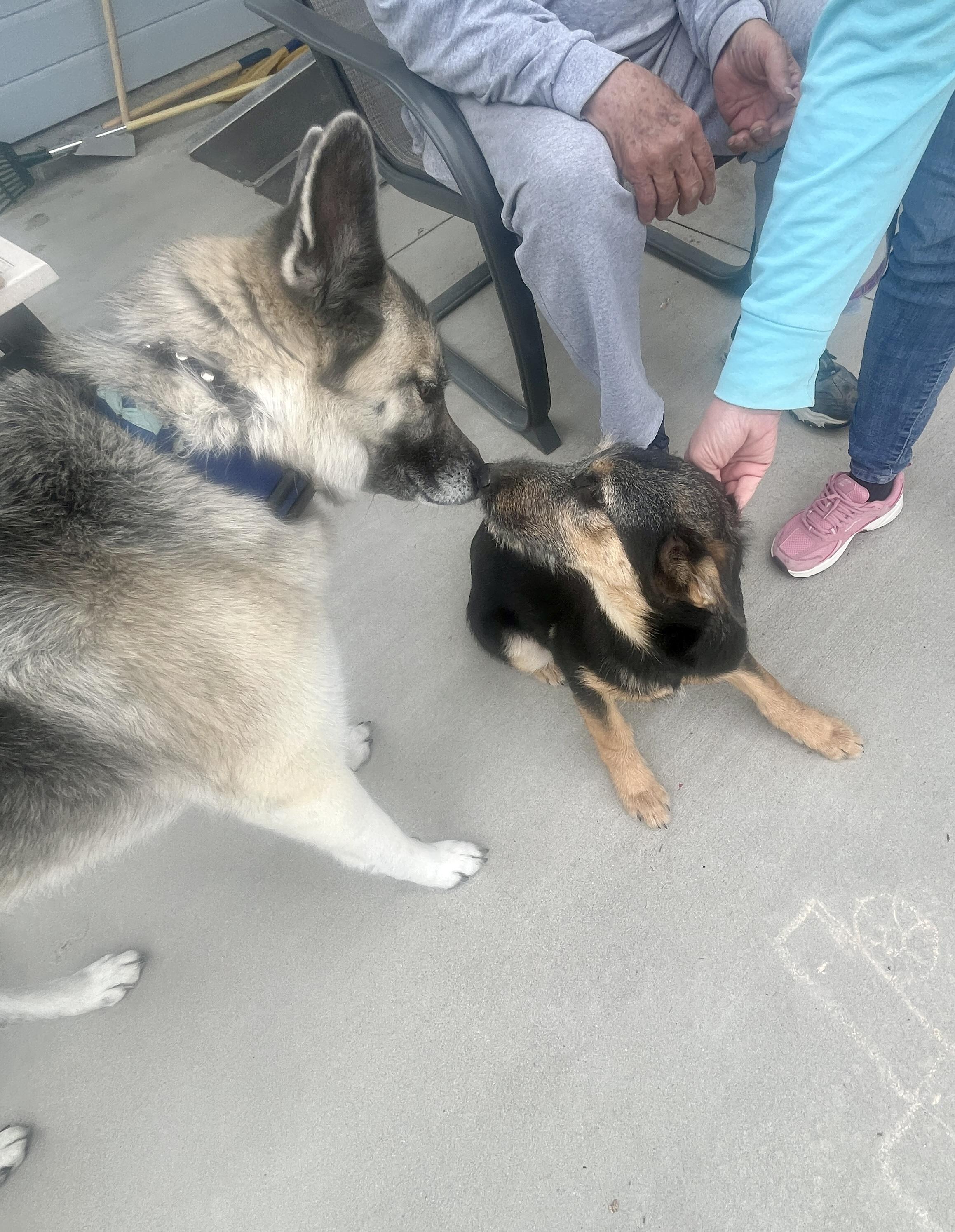 Enlarge Tulip fka zoey, a Adoptable mixed breed in Jerome, ID image 1/5