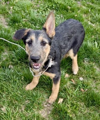 Enlarge Tulip, a Adoptable mixed breed in Jerome, ID image 3/6