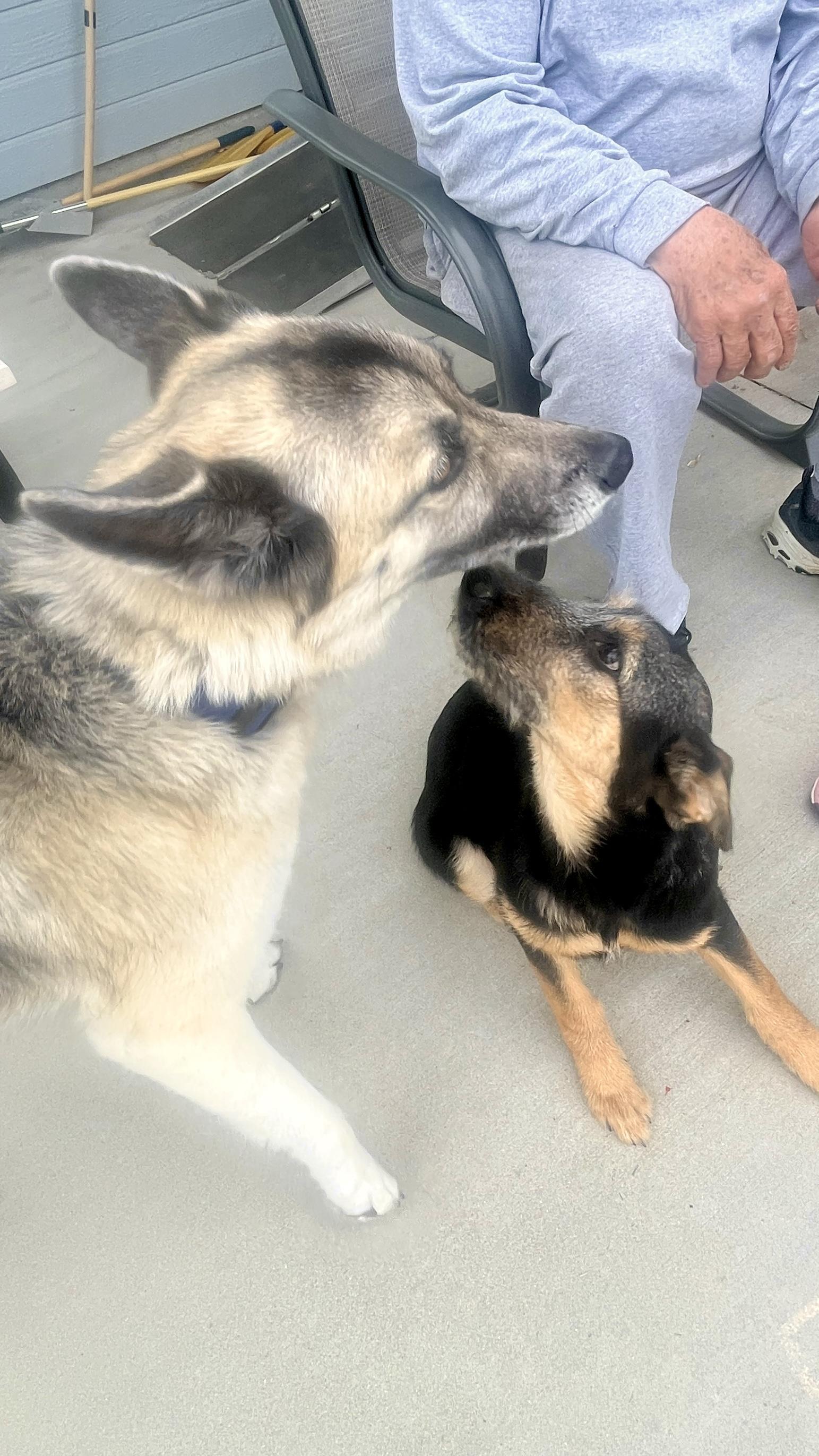 Enlarge Tulip fka zoey, a Adoptable mixed breed in Jerome, ID image 4/5