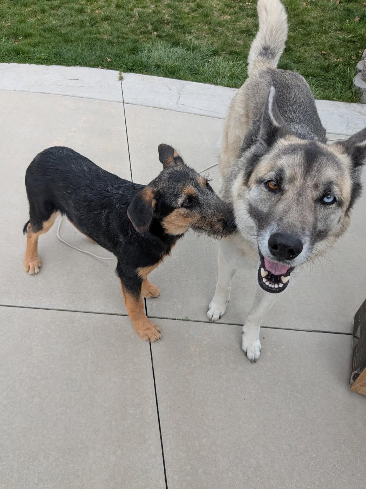 Enlarge Tulip, a Adoptable mixed breed in Jerome, ID image 5/6