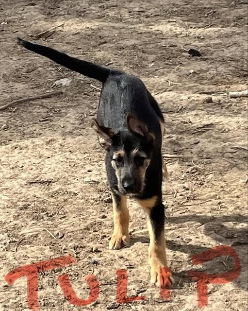 Enlarge Tulip, a Adoptable mixed breed in Jerome, ID image 6/6