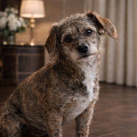 Enlarge Ursula, a Adoptable mixed breed in Charlotte, NC image 2/6