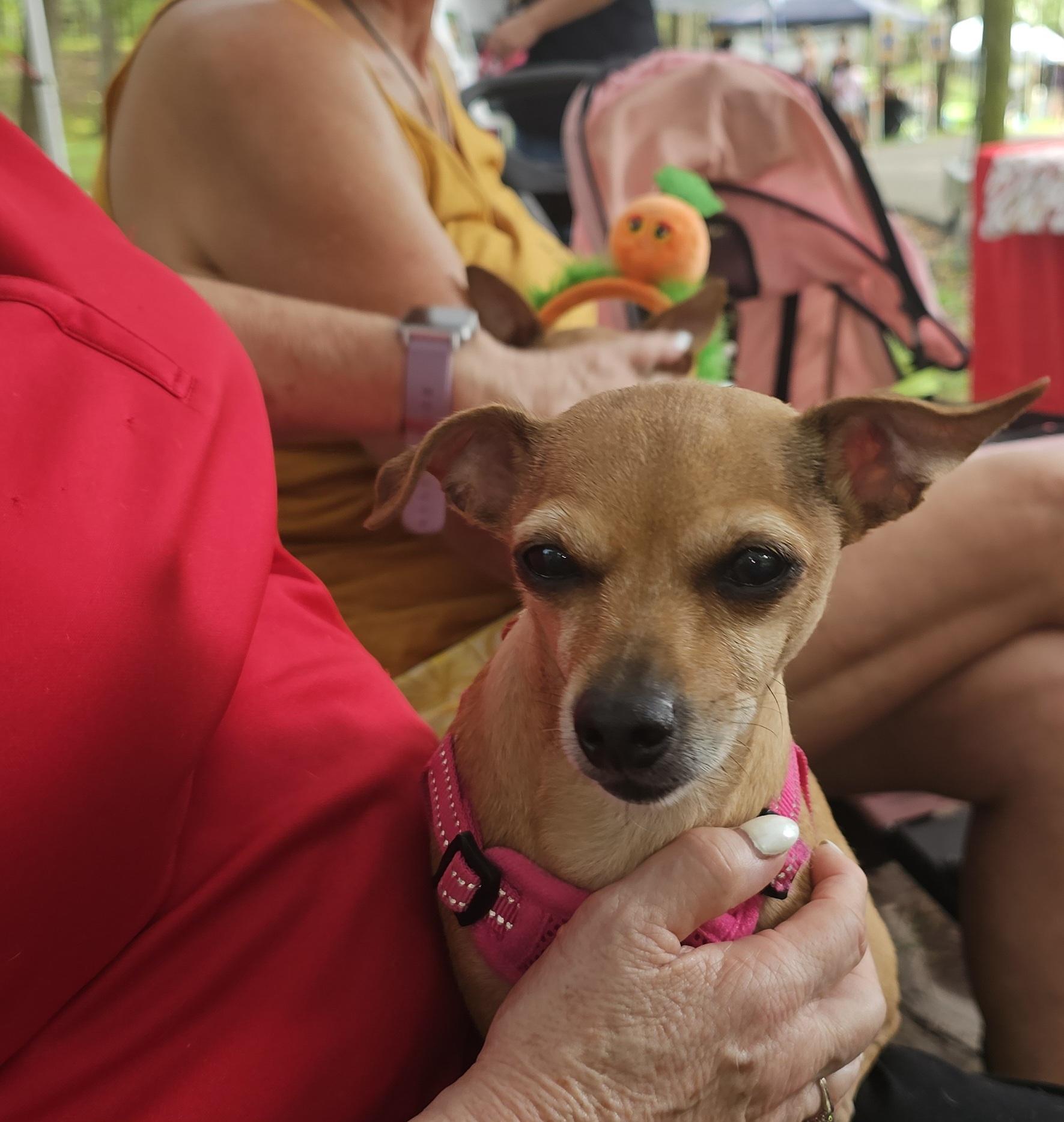 Enlarge Abby, a Adoptable mixed breed in Weeki Wachee, FL image 5/6