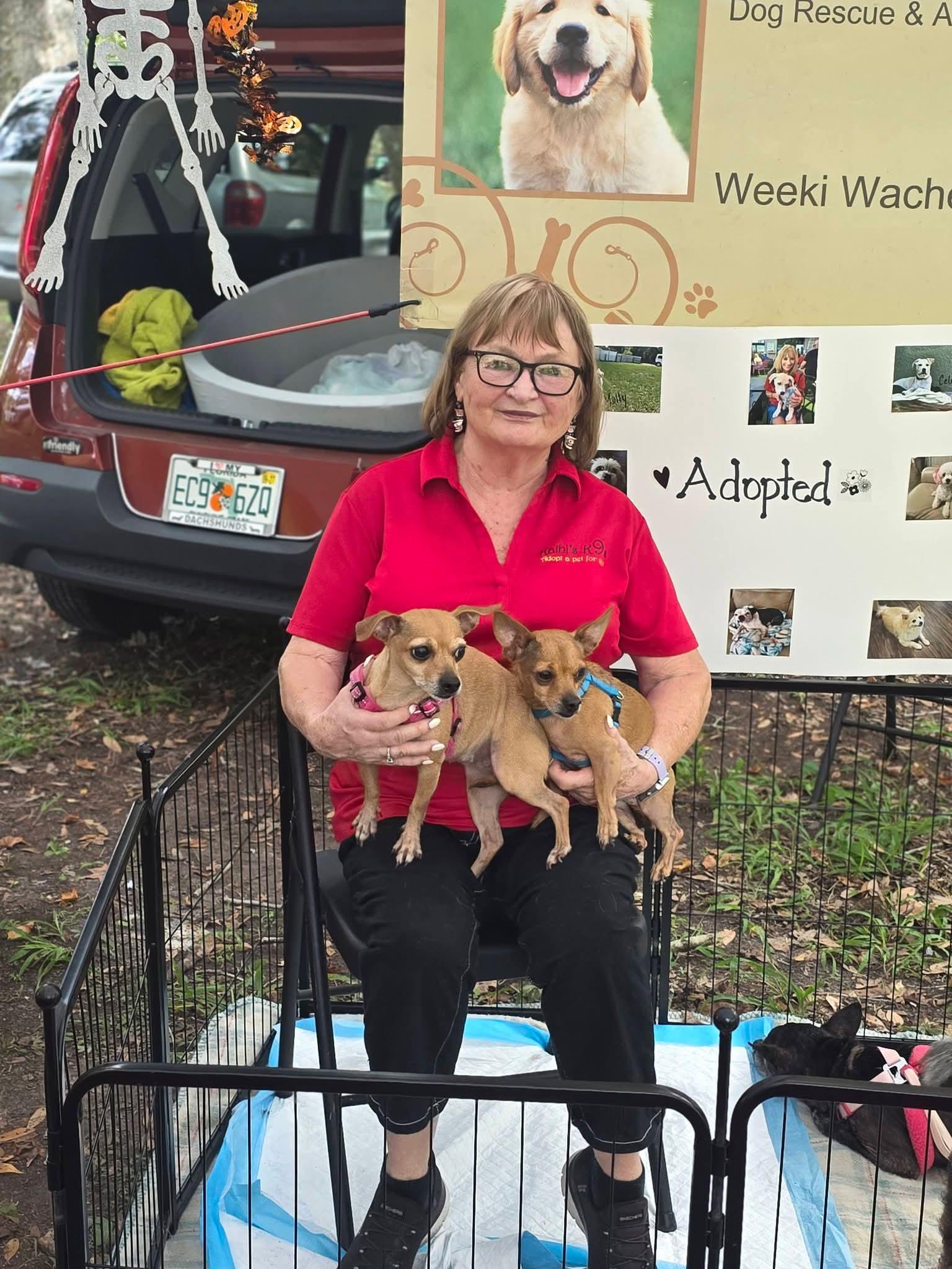 Enlarge Abby, a Adoptable mixed breed in Weeki Wachee, FL image 4/6