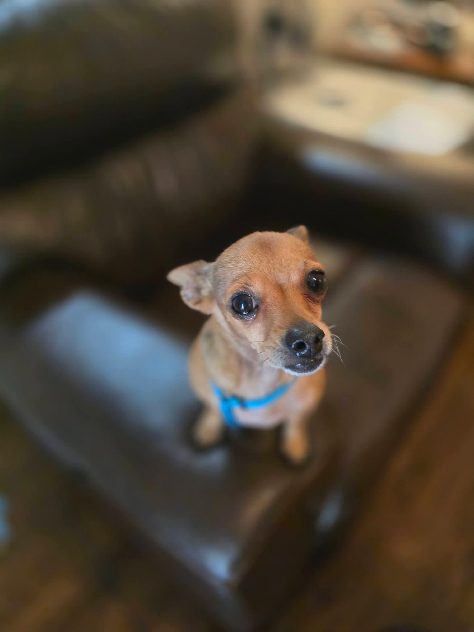 Enlarge Abby, a Adoptable mixed breed in Weeki Wachee, FL image 2/6