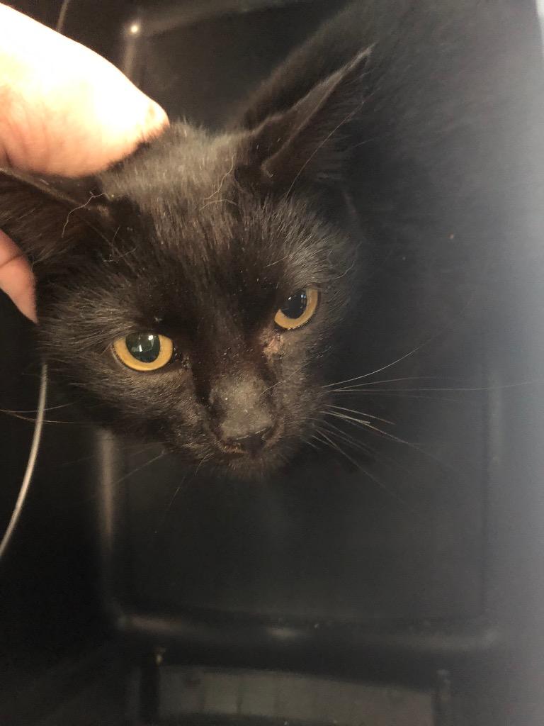 Enlarge Martha, a Adoptable mixed breed in Columbia, TN image 1/1