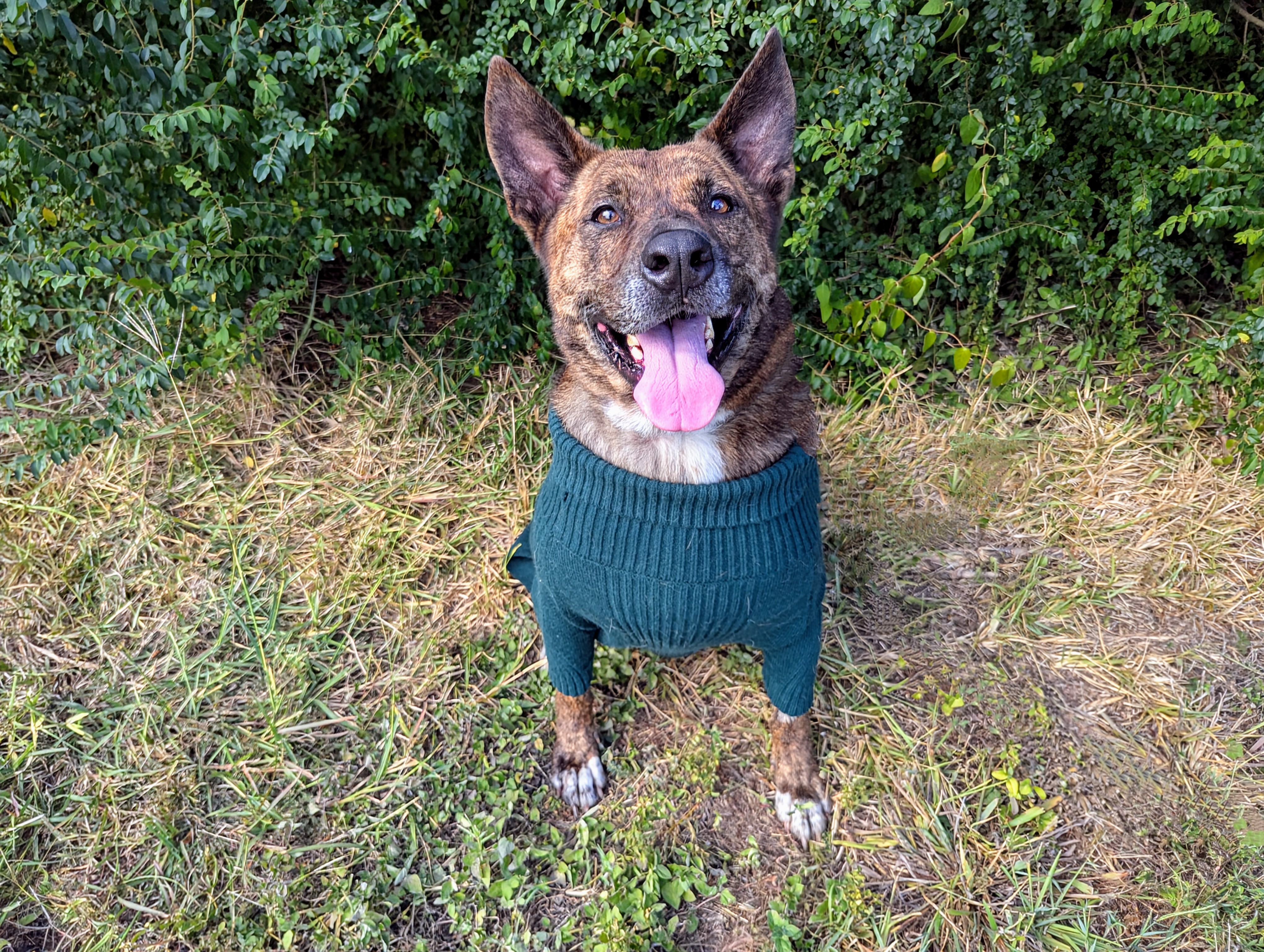 ZAZU — thumbnail 5