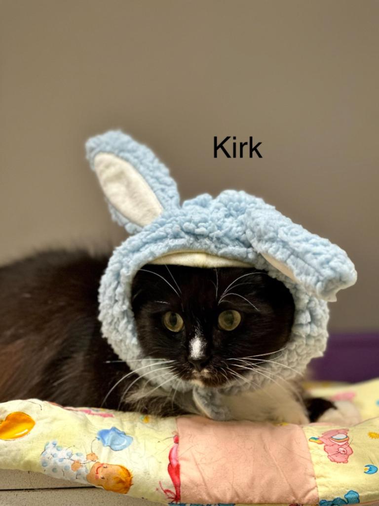 Enlarge Kirk, a Adoptable Domestic Long Hair in Huntsville, TX image 1/1