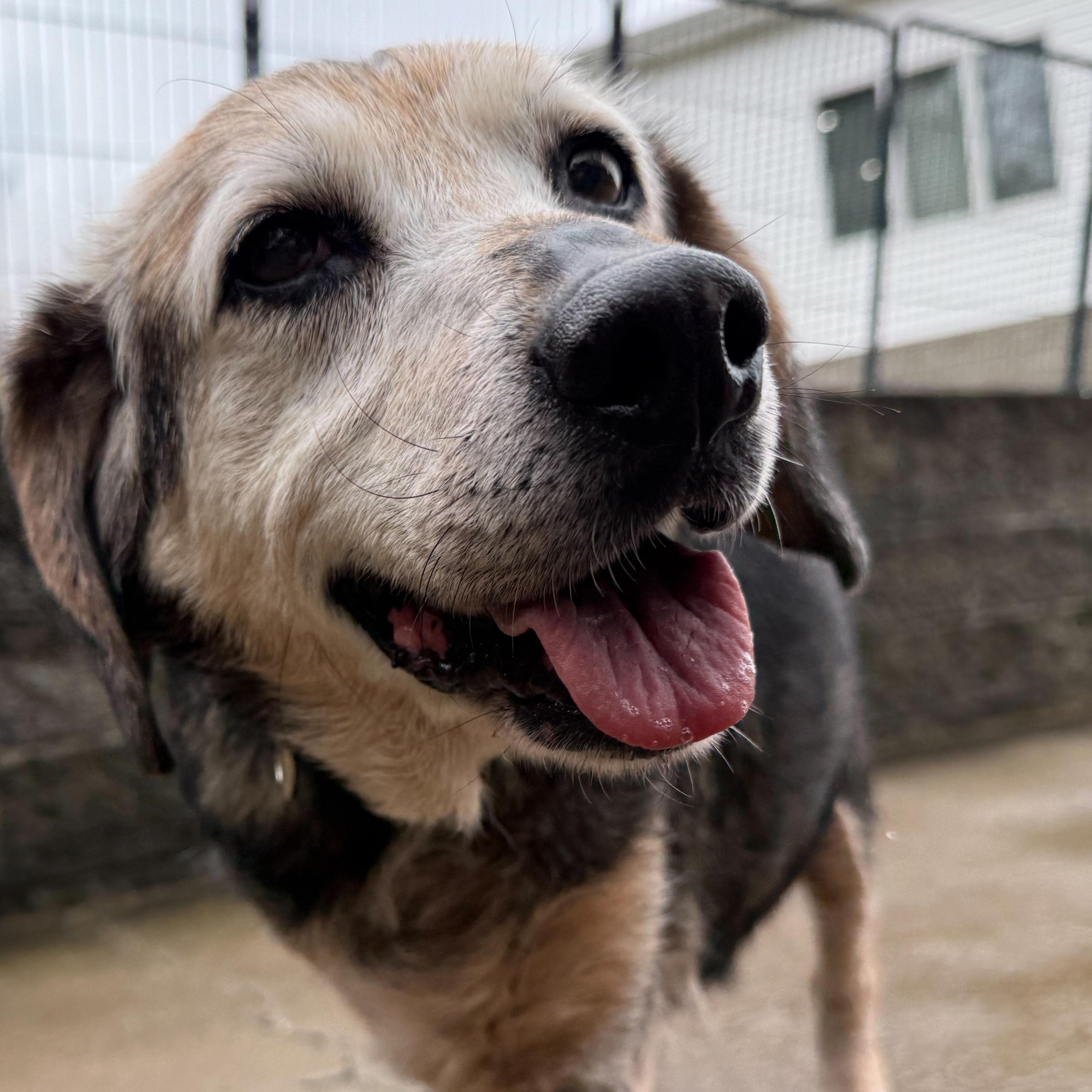 Stella, adopted, Senior Female Beagle & Basset Hound.