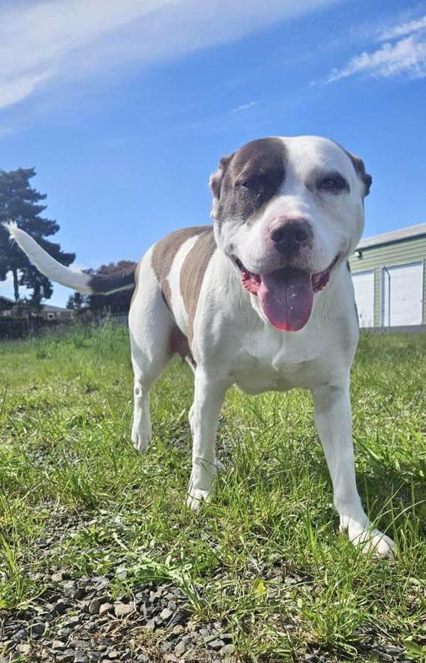 Enlarge Jazzy, a Adoptable mixed breed in McMinnville, OR image 1/6