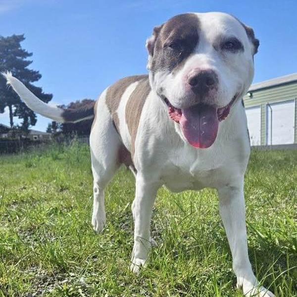 Jazzy, Adoptable, Adult Female Pit Bull Terrier.