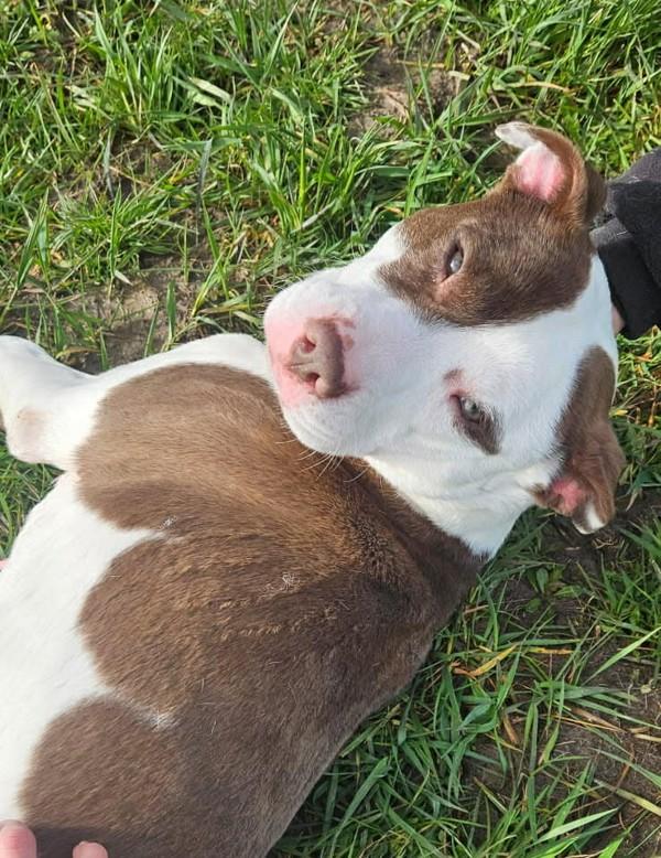 Enlarge Jazzy, a Adoptable mixed breed in McMinnville, OR image 3/5