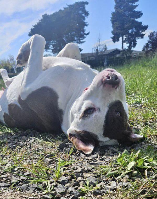 Enlarge Jazzy, a Adoptable mixed breed in McMinnville, OR image 3/6