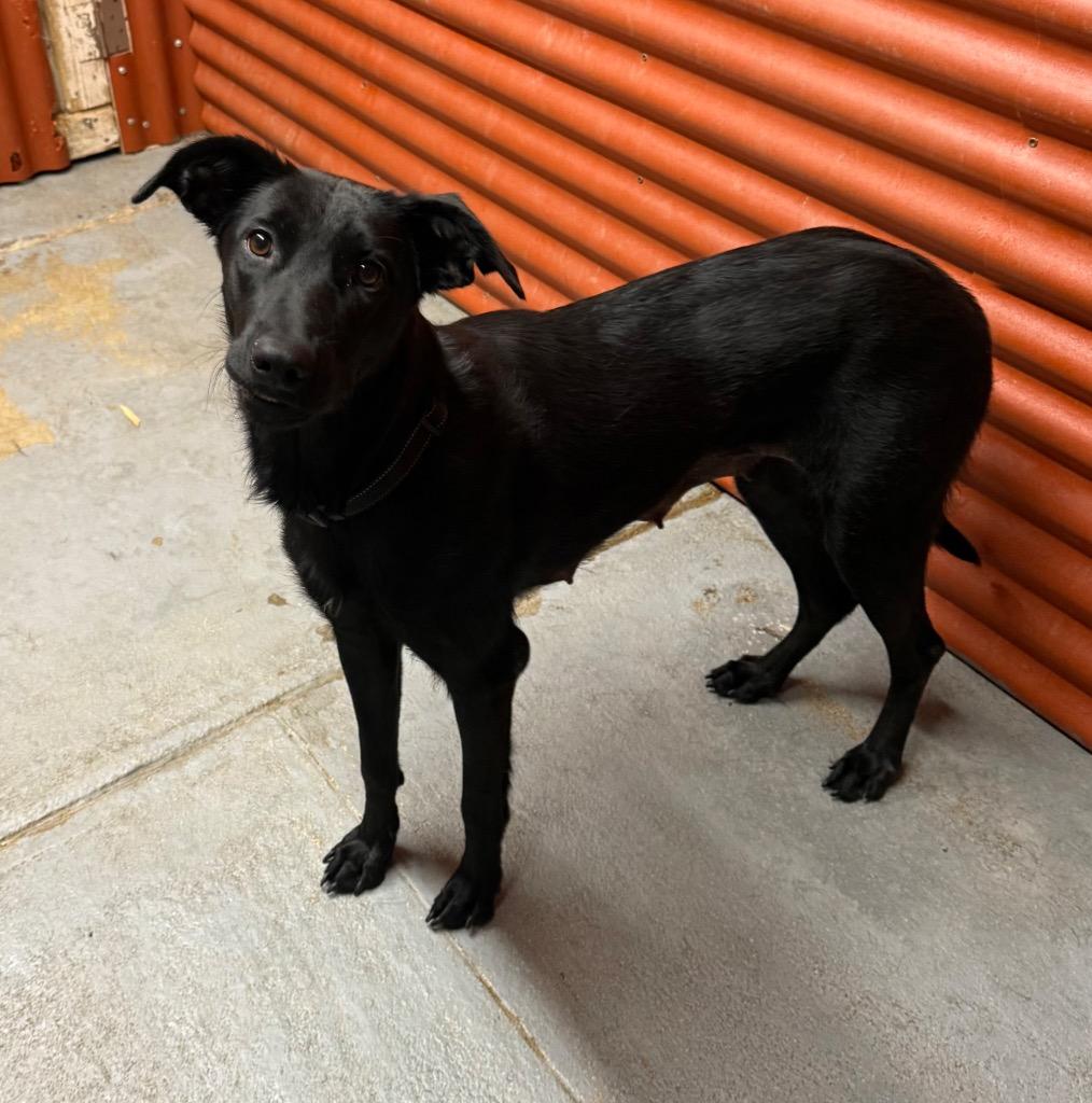 Dolly, Adoptable, Young Female Labrador Retriever.