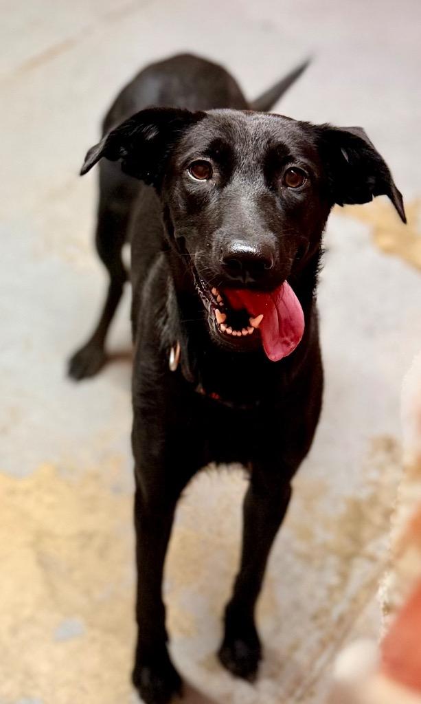 Enlarge Dolly, a Adoptable mixed breed in Tehachapi, CA image 6/6
