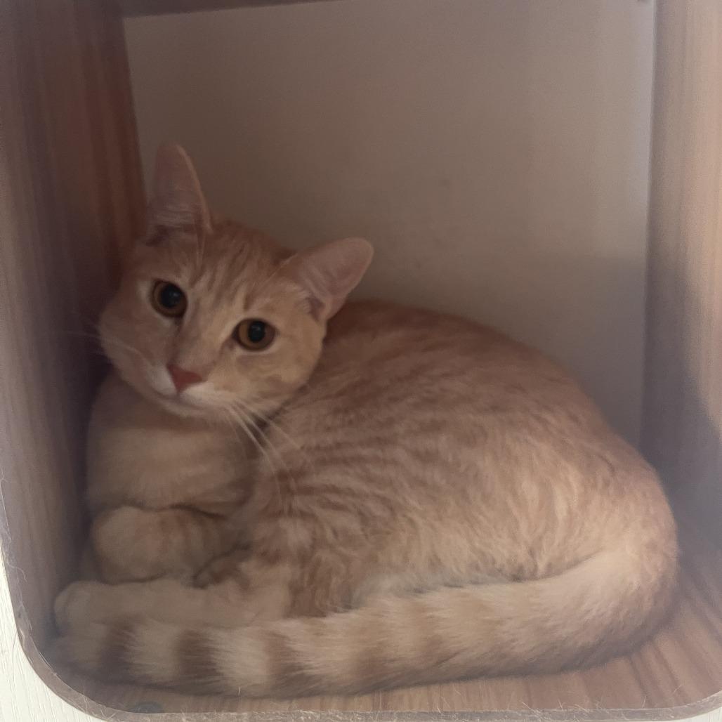Bud, Adoptable, Adult Male American Shorthair.