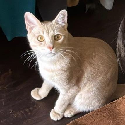 Enlarge Bud, a Adoptable American Shorthair in Brea, CA image 2/2