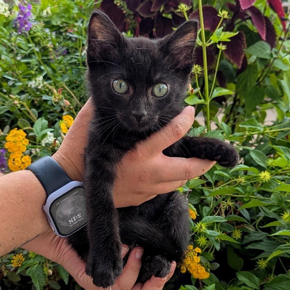 Nugget, Adopted, Kitten Male Domestic Short Hair.