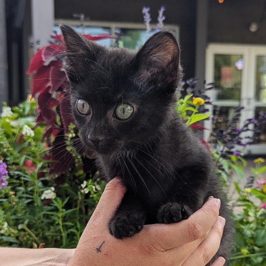 Enlarge Nugget, a Adopted mixed breed in Helena, AL image 3/4
