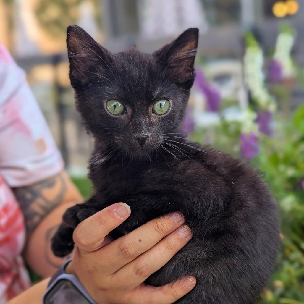 Enlarge Nugget, a Adopted mixed breed in Helena, AL image 4/4