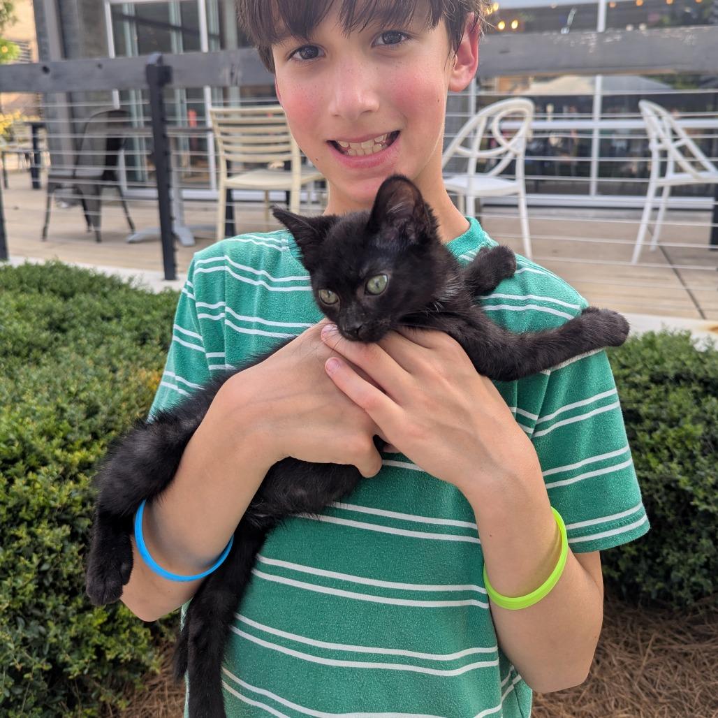 Enlarge Nugget, a Adopted mixed breed in Helena, AL image 2/4