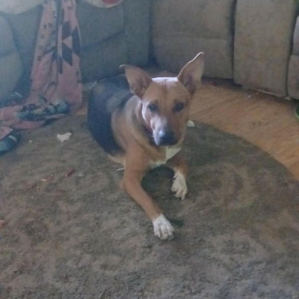 Mia, Adoptable, Adult Female German Shepherd Dog & Mixed Breed.