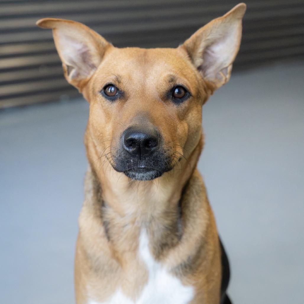 Enlarge Mia, a Adoptable mixed breed in Tacoma, WA image 2/6