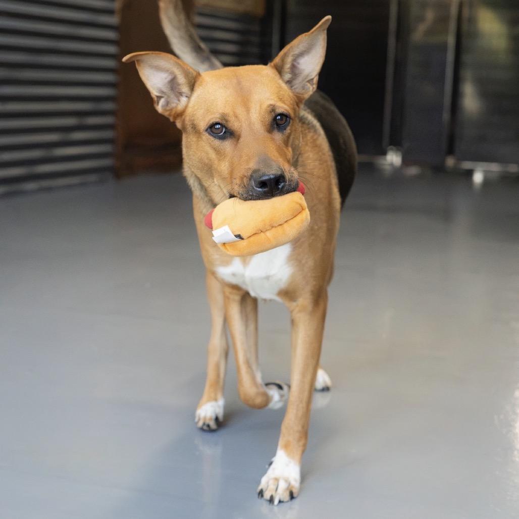 Enlarge Mia, a Adoptable mixed breed in Tacoma, WA image 3/6