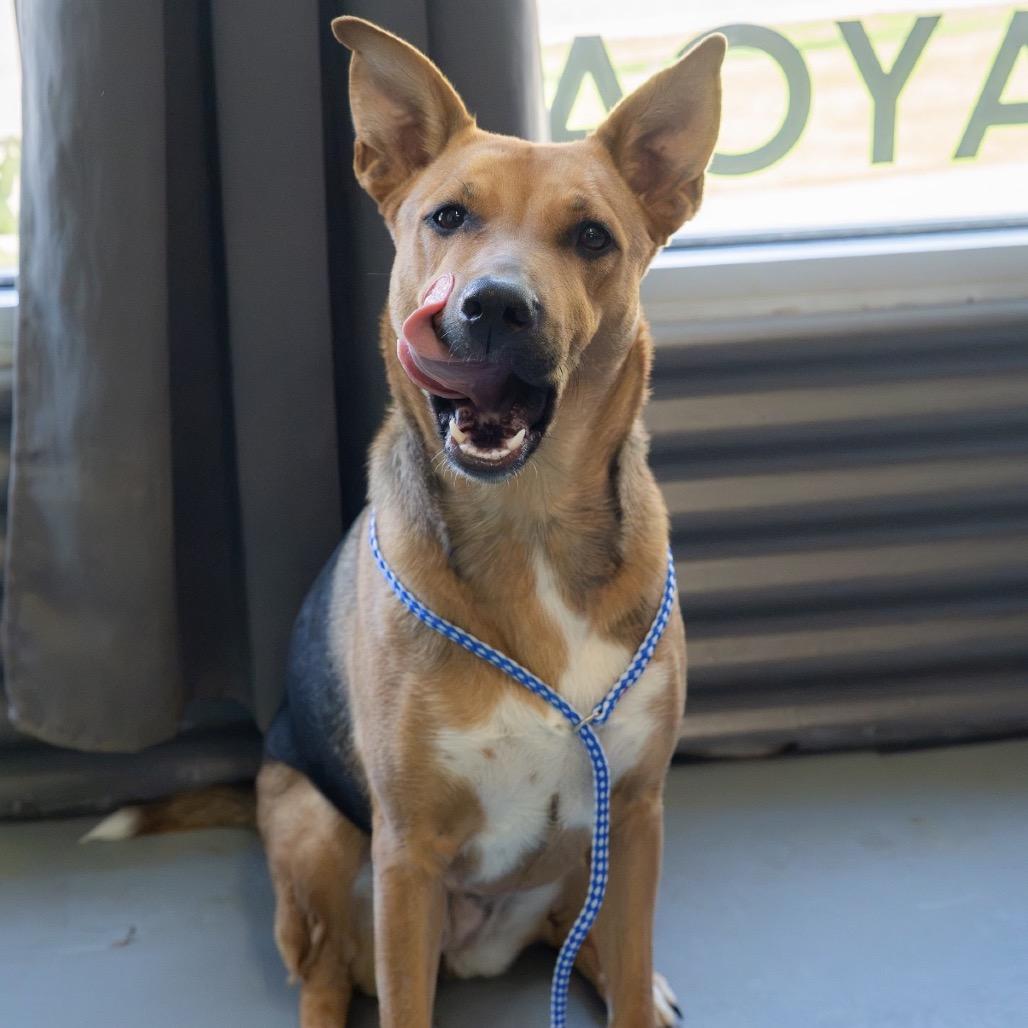Enlarge Mia, a Adoptable mixed breed in Tacoma, WA image 4/6