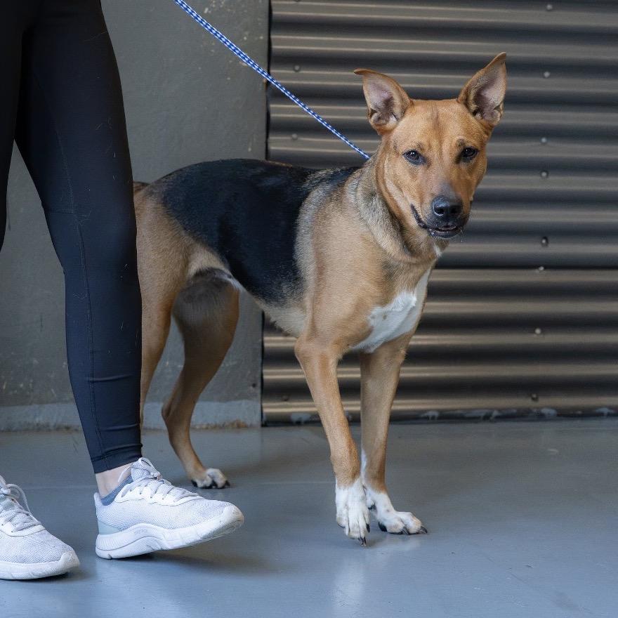Enlarge Mia, a Adoptable mixed breed in Tacoma, WA image 5/6