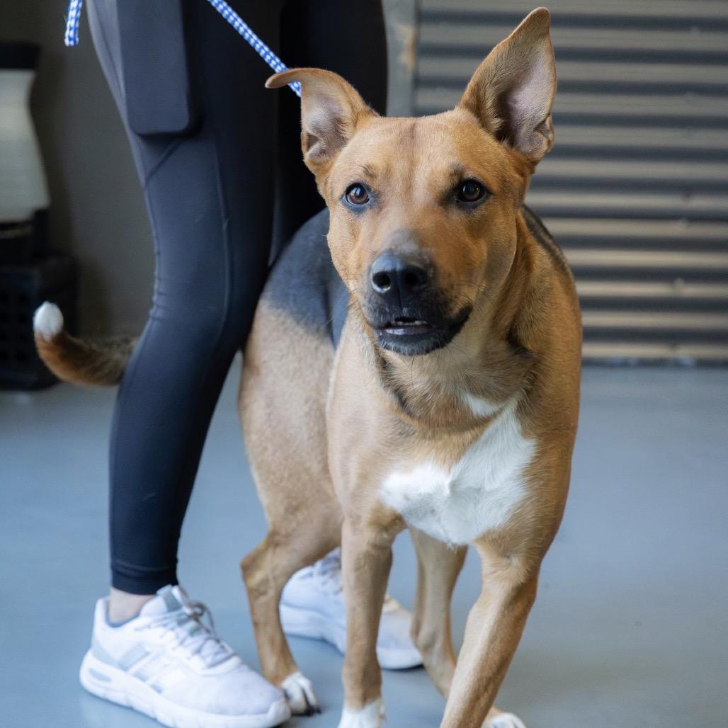 Enlarge Mia, a Adoptable mixed breed in Tacoma, WA image 6/6