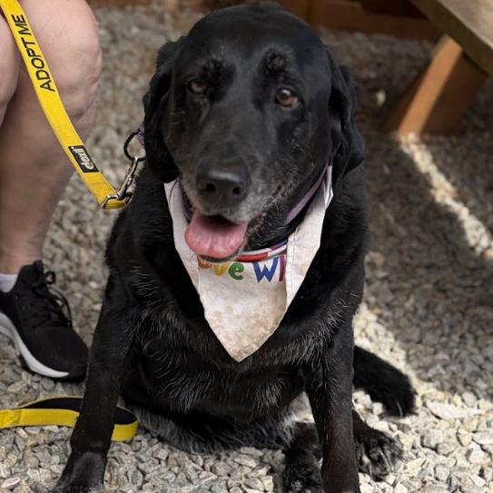 Tori, Adoptable, Senior Female Black Labrador Retriever.