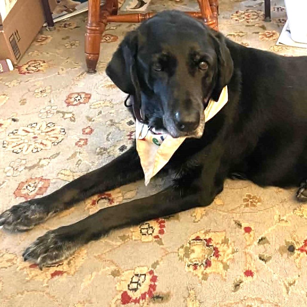 Enlarge Tori, a Adoptable Black Labrador Retriever in Raleigh, NC image 2/6