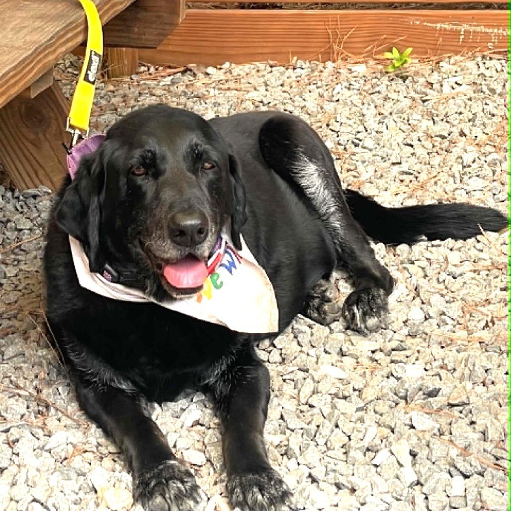 Enlarge Tori, a Adoptable Black Labrador Retriever in Raleigh, NC image 3/6