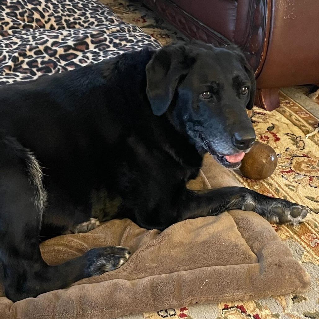 Enlarge Tori, a Adoptable Black Labrador Retriever in Raleigh, NC image 1/1