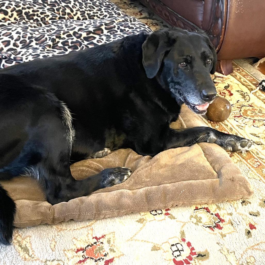 Enlarge Tori, a Adoptable Black Labrador Retriever in Raleigh, NC image 5/6