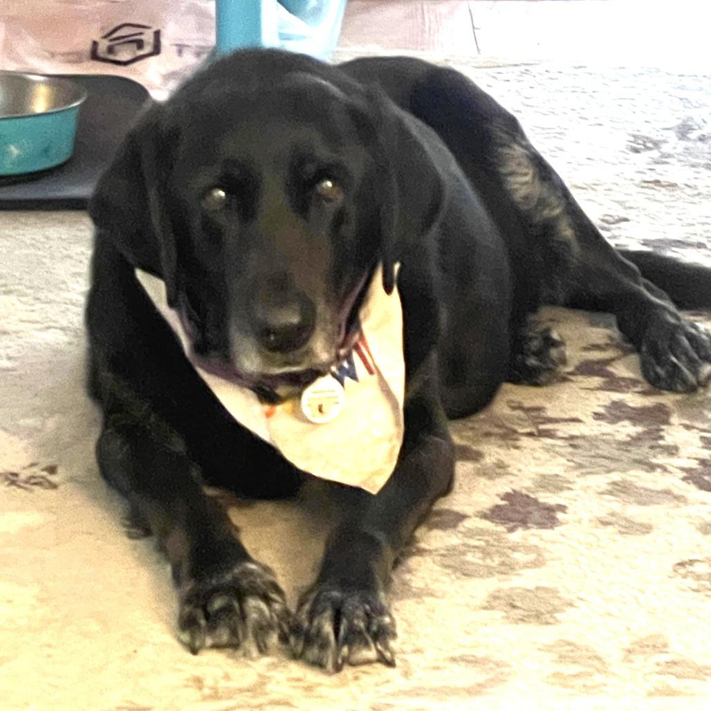 Enlarge Tori, a Adoptable Black Labrador Retriever in Raleigh, NC image 6/6