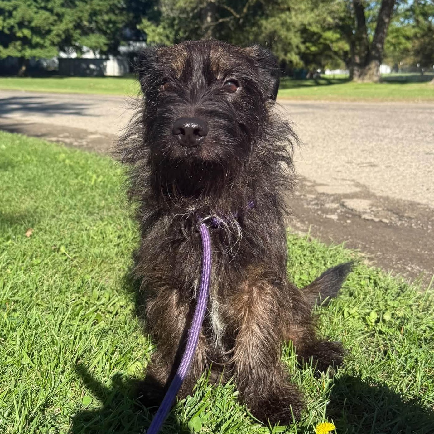 Koby, Adopted, Adult Male Yorkshire Terrier & German Shepherd Dog.