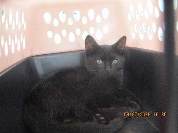 Beetlejuice(626), Adoptable, Kitten Male Domestic Short Hair.