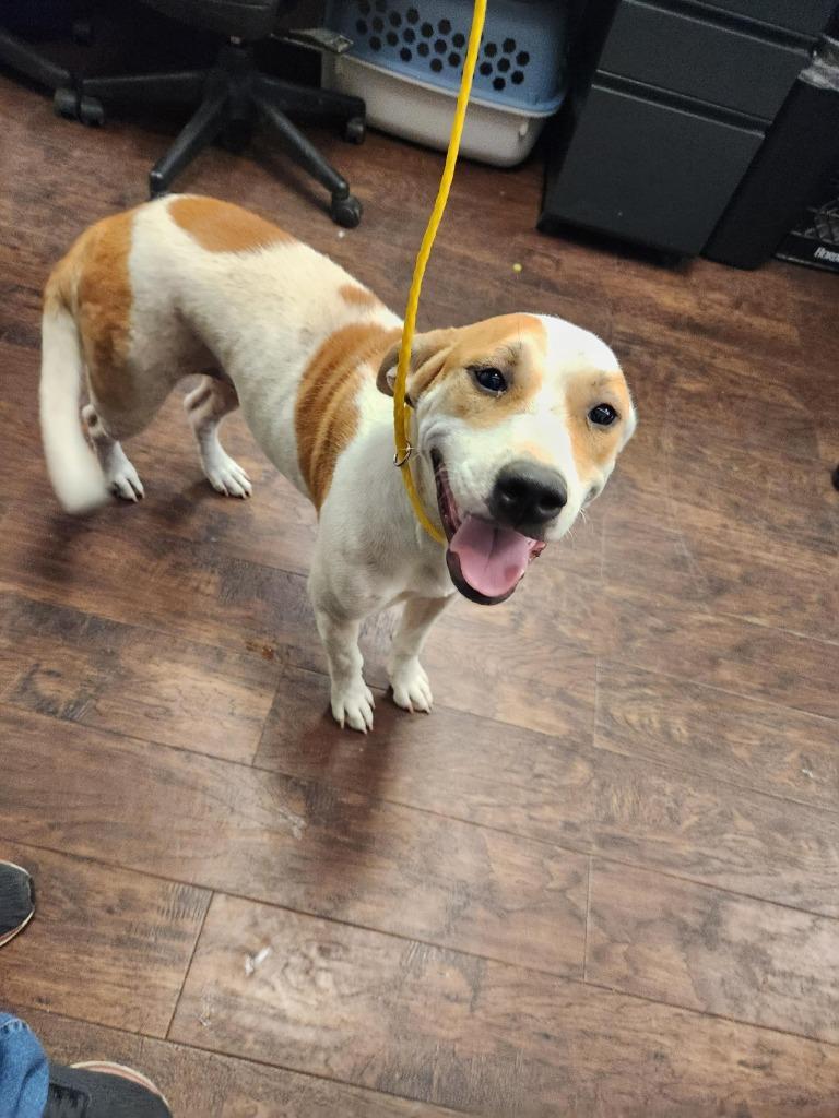 Enlarge Dog Kennel #6, a Adoptable mixed breed in Greenville, TX image 1/6