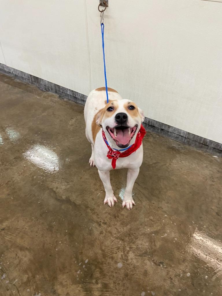 Enlarge Dog Kennel #6, a Adoptable mixed breed in Greenville, TX image 2/6