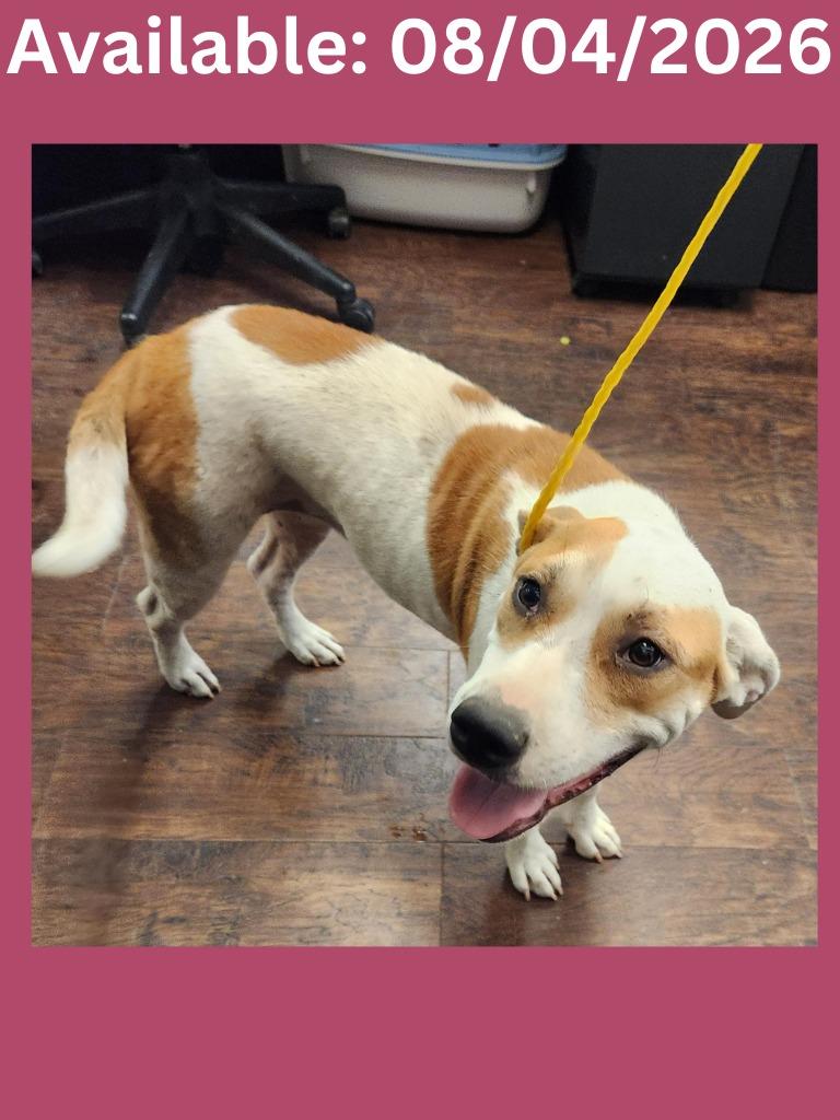 Enlarge Dog Kennel #6, a Adoptable mixed breed in Greenville, TX image 3/6