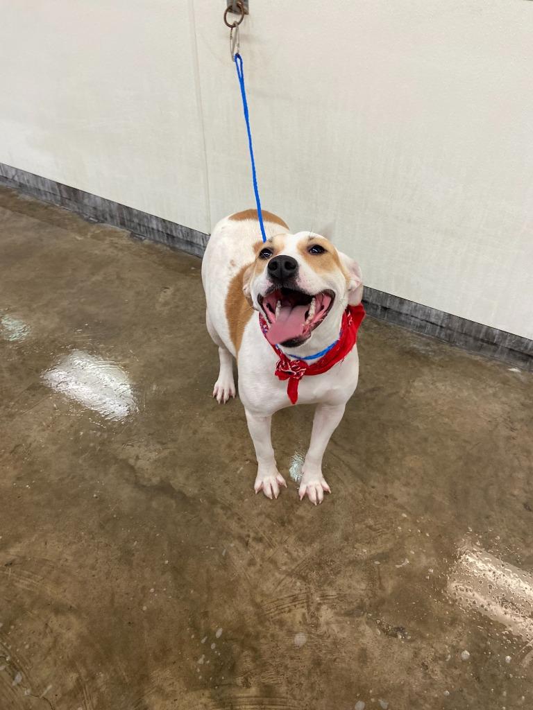 Enlarge Dog Kennel #6, a Adoptable mixed breed in Greenville, TX image 4/6