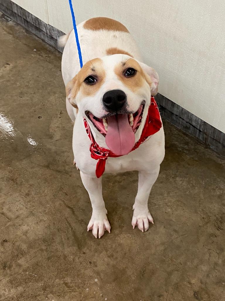 Enlarge Dog Kennel #6, a Adoptable mixed breed in Greenville, TX image 5/6