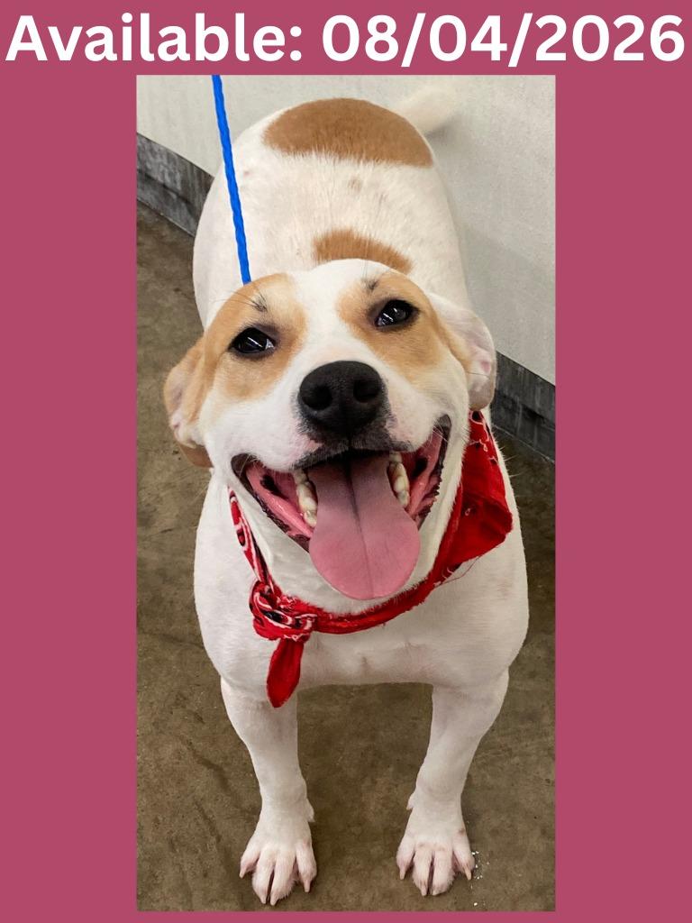 Enlarge Dog Kennel #6, a Adoptable mixed breed in Greenville, TX image 6/6