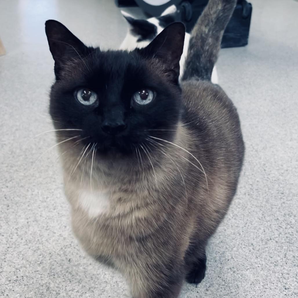 Jasper, Adoptable, Senior Male Siamese.
