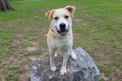 Wheatley, Adoptable, Adult Male Mixed Breed & Mixed Breed.